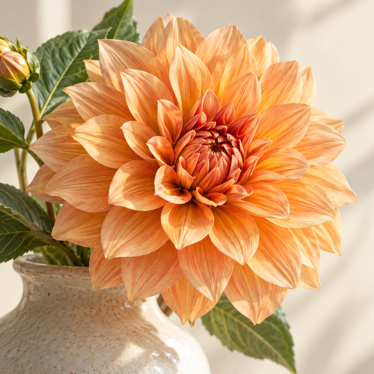 Sample photograph of an apricot dahlia beside a pale vase